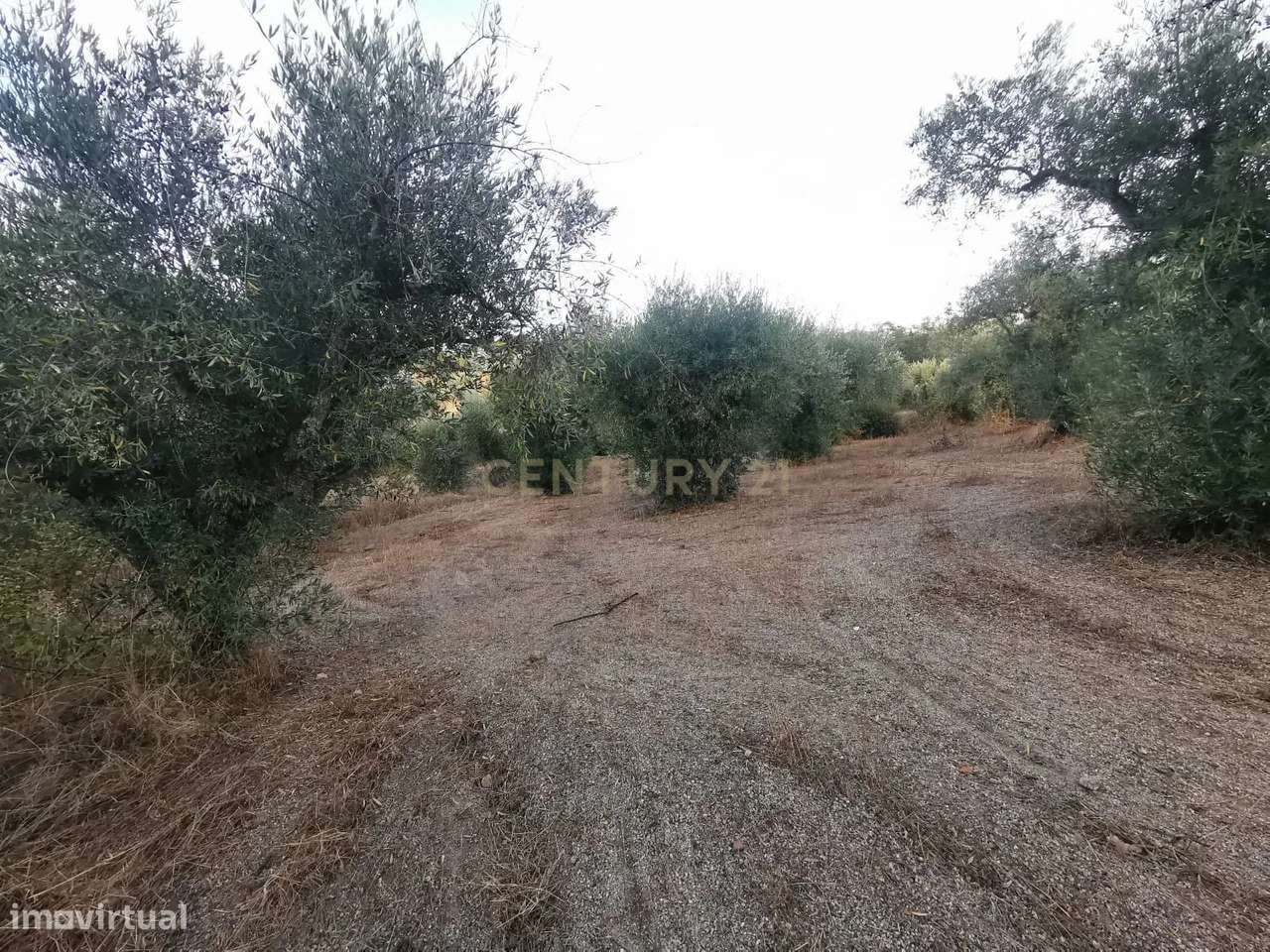 Terreno rústico com construção e poço – Freixial do Campo - Grande imagem: 4/14