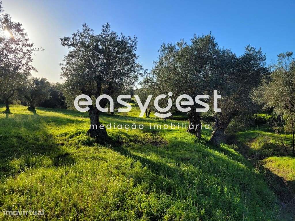 Terreno Rústico com 40.500 m2 localizado na freguesia de Selmes - Grande imagem: 4/18