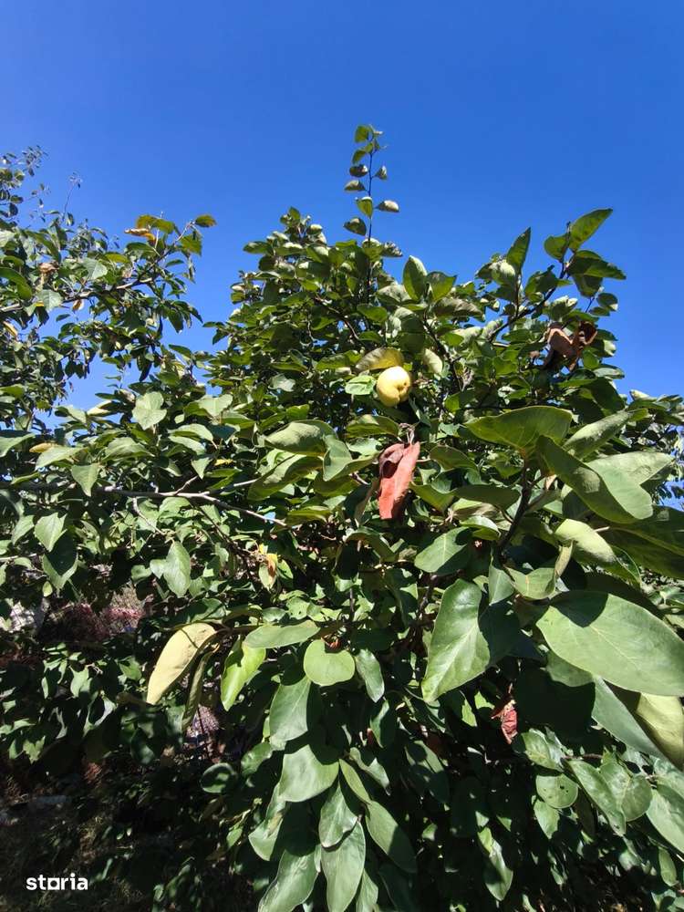 Comision 0% - Casă Tradițională cu Teren Generos în Valu lui Traian-10