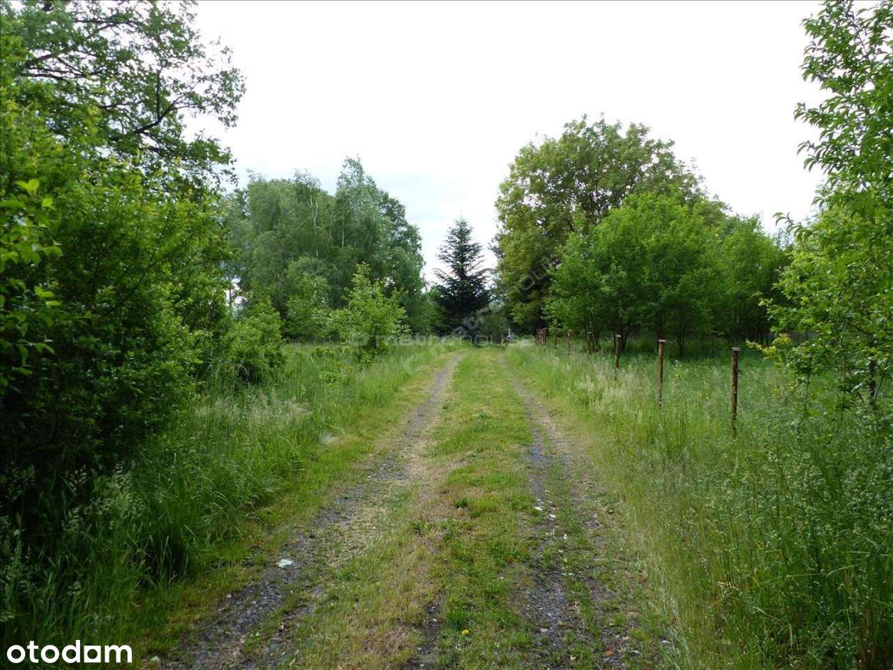 Działka blisko Pałacu -  Dzietrzychowice k/Żagania - Pełny obrazek: 5/18