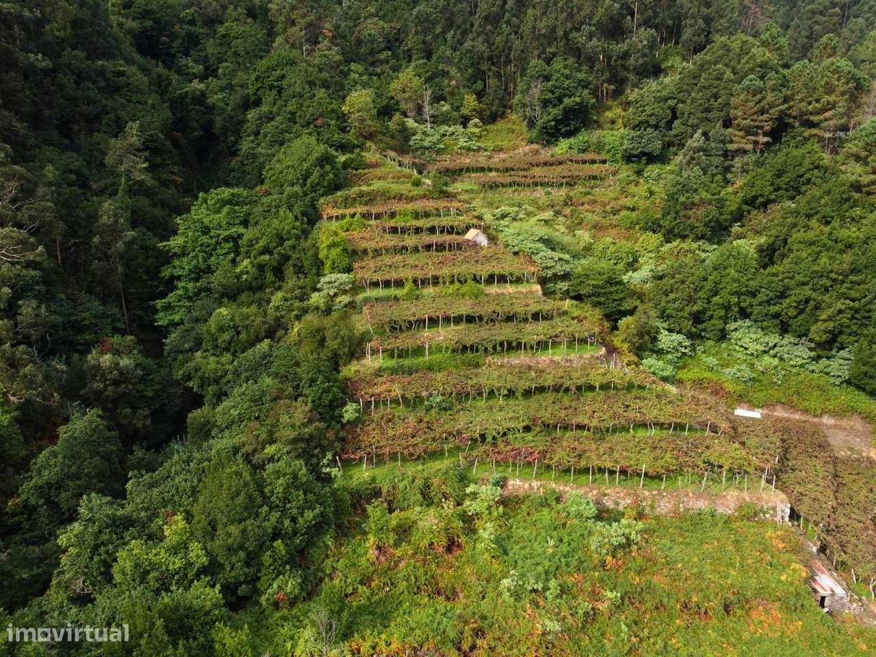 Terreno de Investimento com Vinha em São Vicente — Miradouro do LOURAL - Grande imagem: 3/14