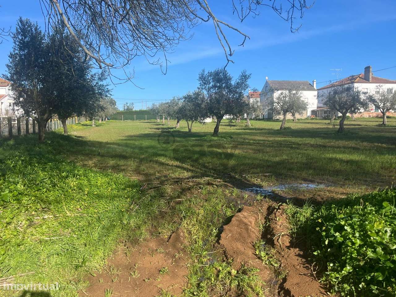 Terreno Urbano com 8400m2 com Olival – Courela da Nascente, Reguengo d - Grande imagem: 4/18