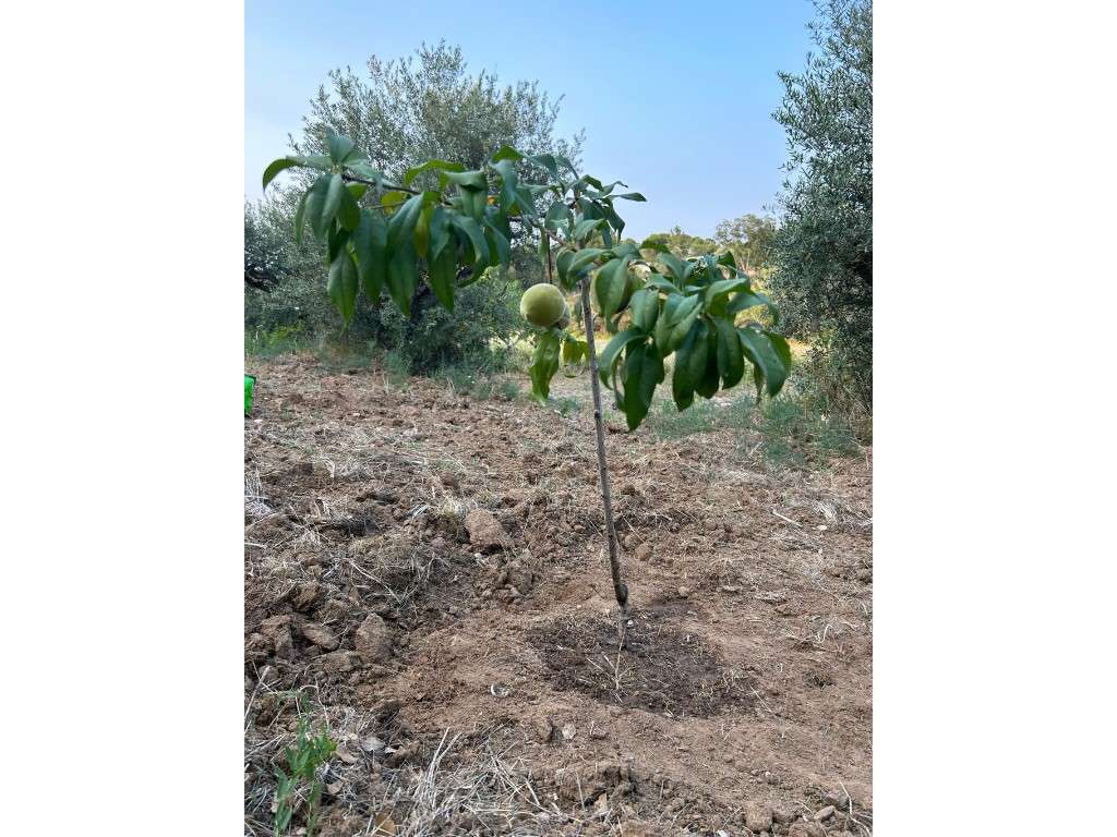 Terreno para Venda em Montargil - Grande imagem: 5/11