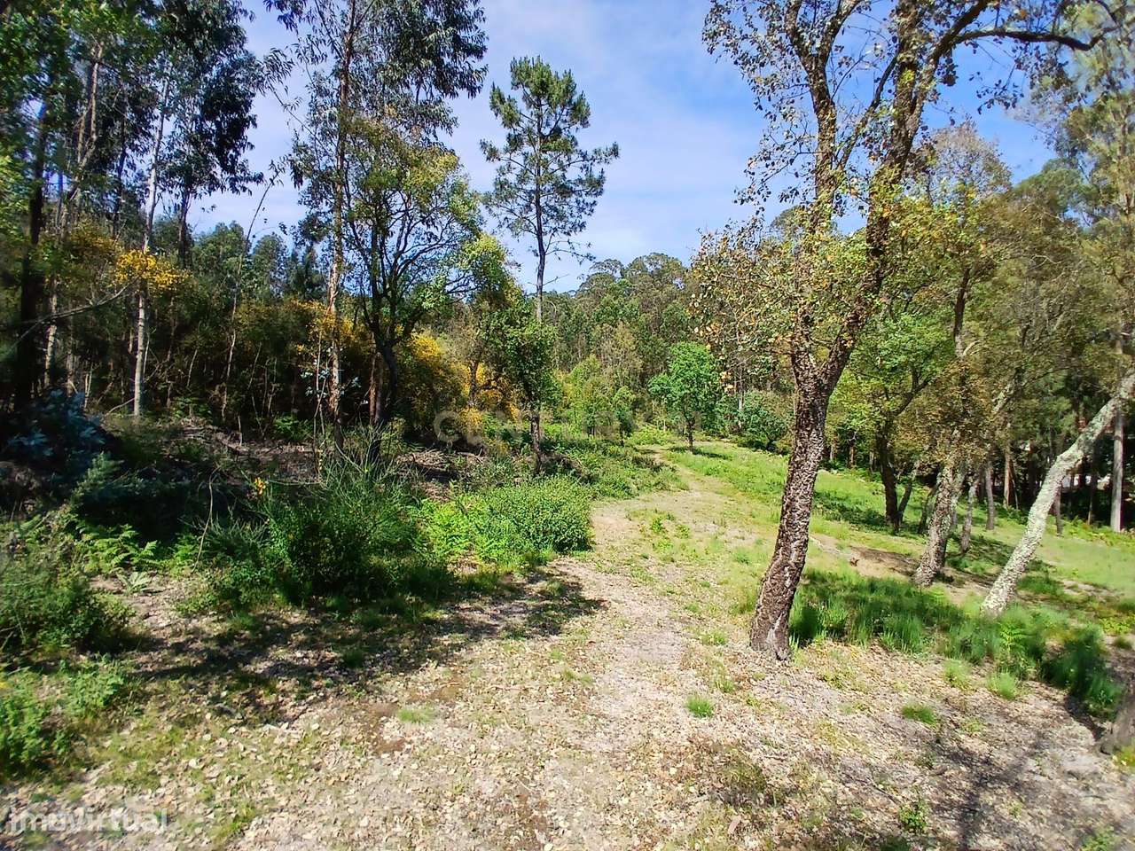 Terreno: "Bouça de Manteiros", ou "das Fontainhas" - Grande imagem: 5/42