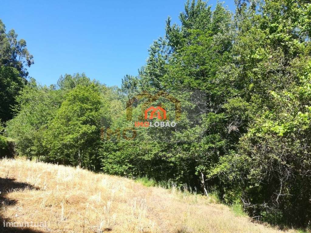 QUINTA - NESPEREIRA (CINFÃES) - Grande imagem: 2/18