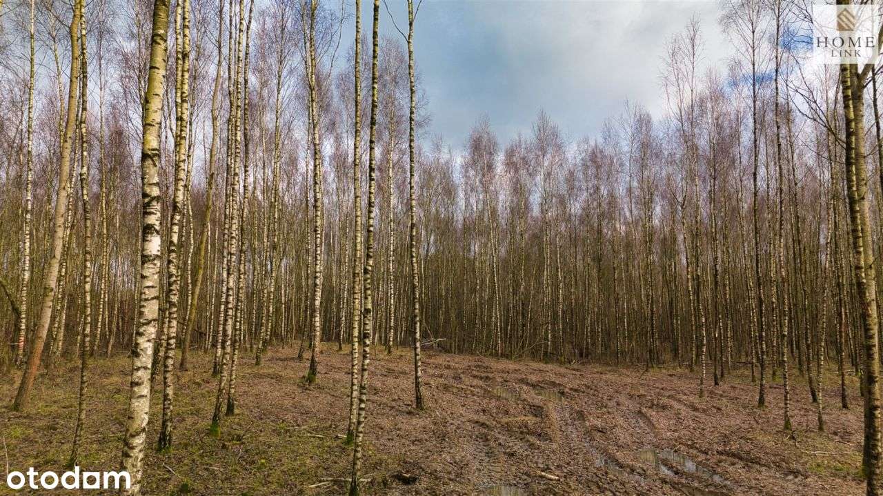 Działka w brzozach z dostępem do jeziora-13