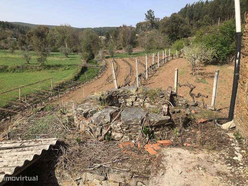 Terreno rústico com casa/adega - Grande imagem: 5/8