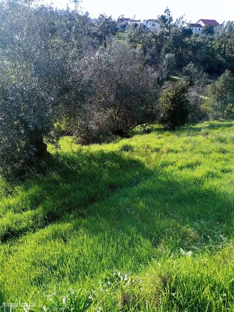 Terreno Rústico em Vila de rei - Grande imagem: 3/5