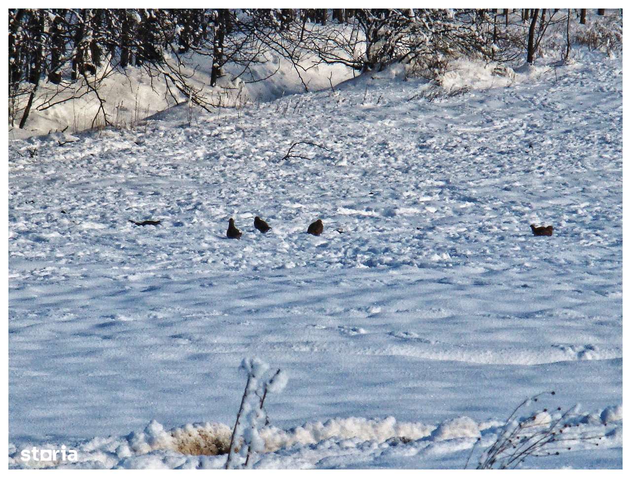 Comunitate verde, teren intravilan case – Frumușani, 13 km-A0. Superb.-12