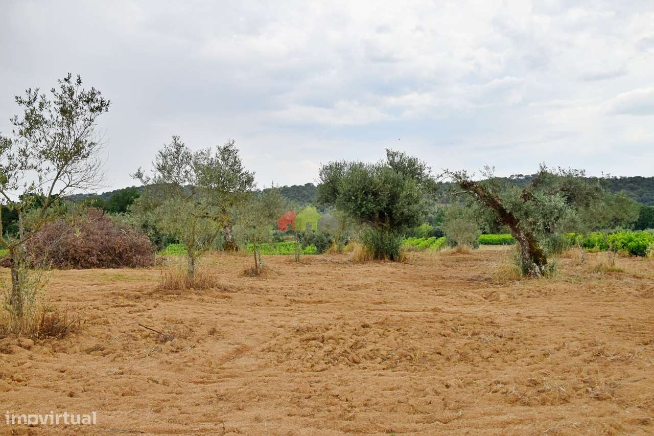 Terreno Rústico com olival tradicional - Grande imagem: 4/21