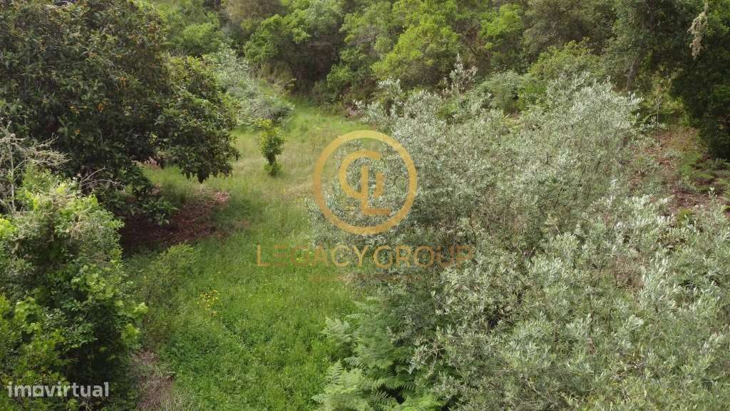 Quinta de 6 hectares perto de São Martinho das Amoreiras-16