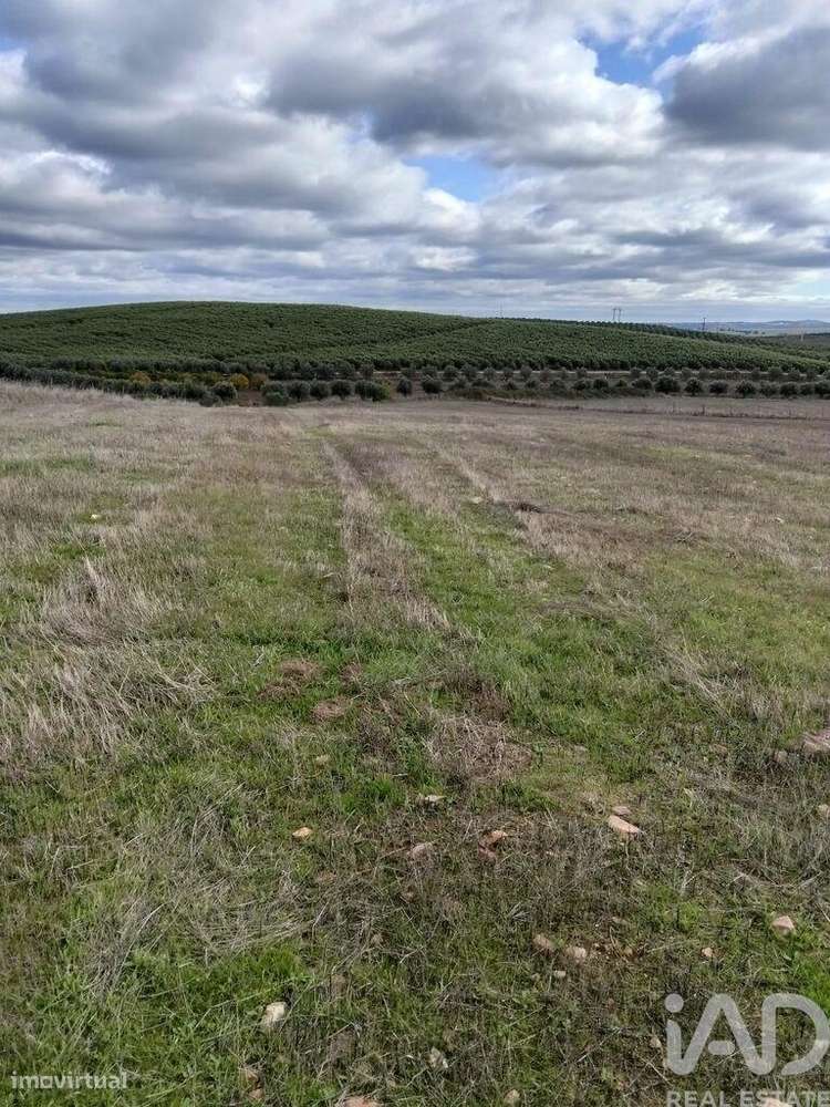 Terreno Agrícola em Baleizão - Grande imagem: 4/4