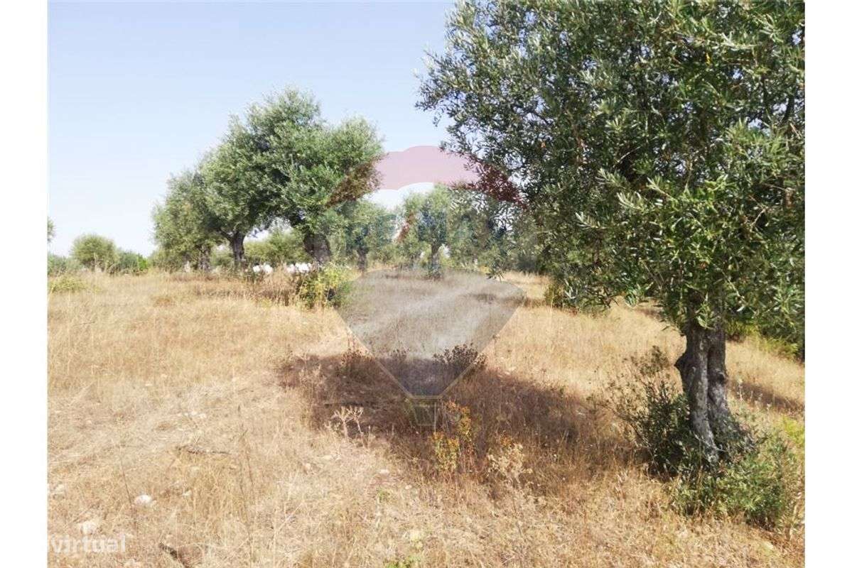 Terreno T0 para venda - Grande imagem: 3/26