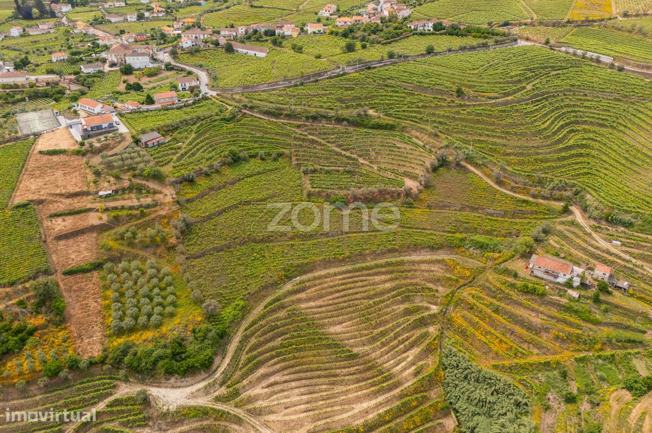 Terreno com Vinha de Benefício – 10.374 m² - Santa Marta de Penagui... - Grande imagem: 5/8
