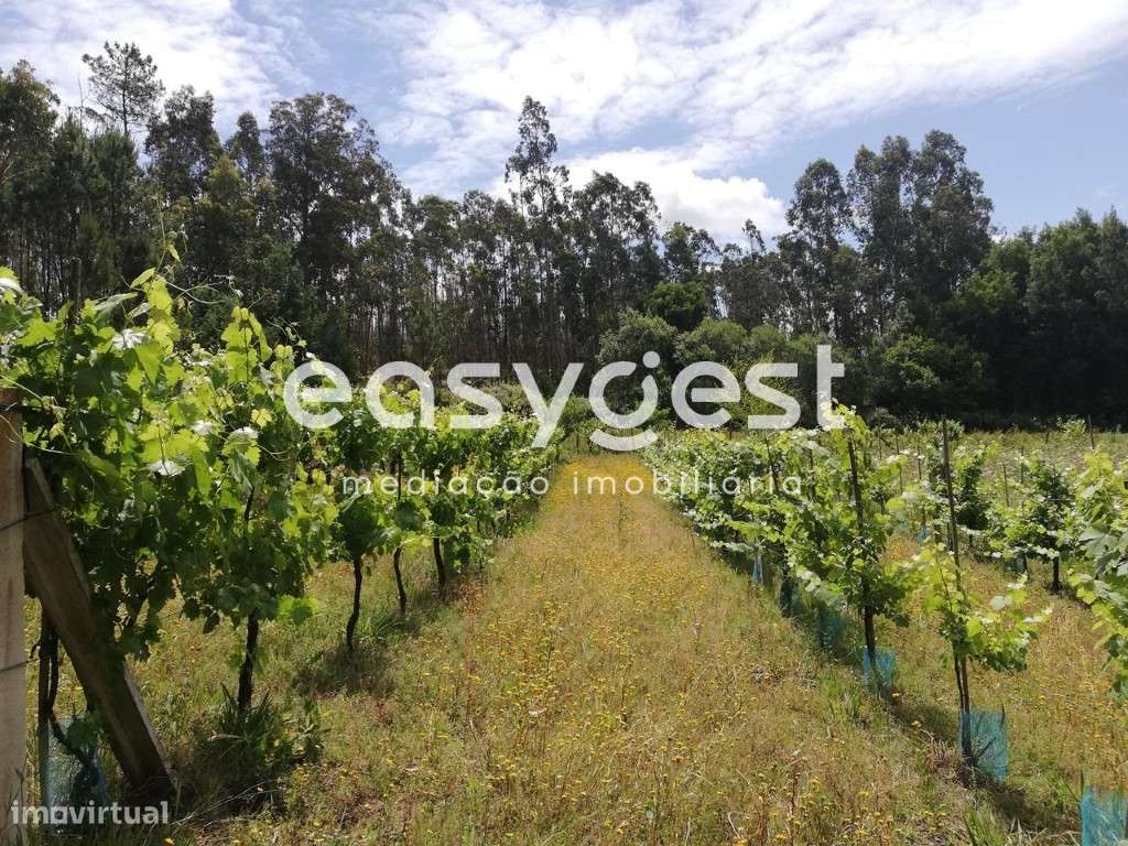 Terreno com vinha e zona florestal - Granja - Grande imagem: 4/12