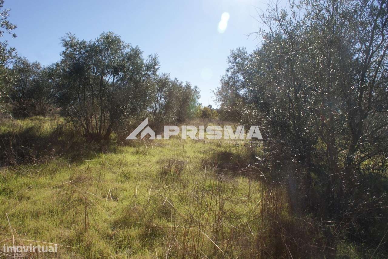 Oportunidade Única às Portas de Castelo Branco!-31