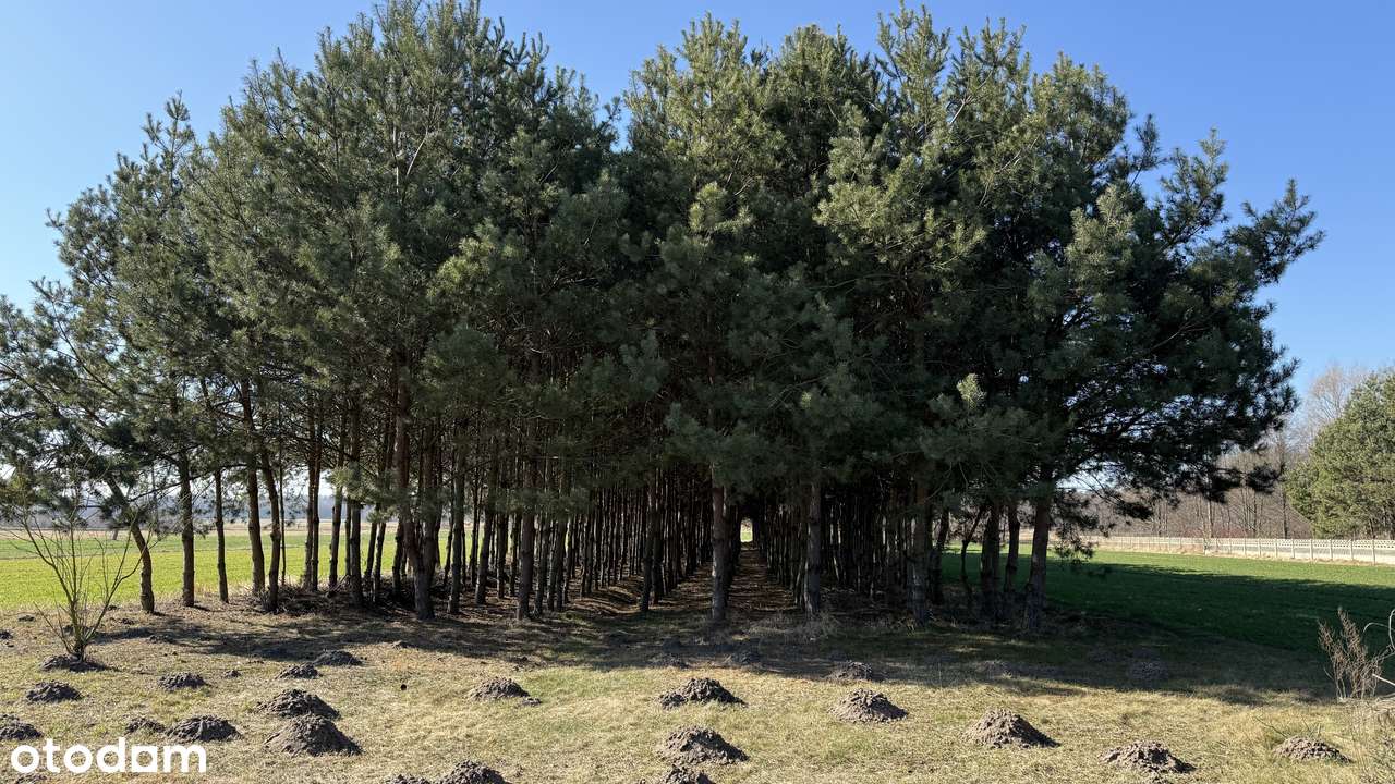 Dom, 173 m², Żeronice - Pełny obrazek: 5/20