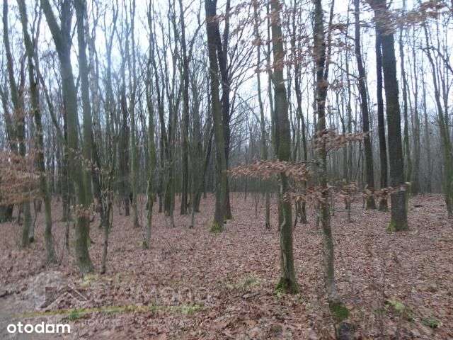 Działka, 8 600 m², Zawalów-5