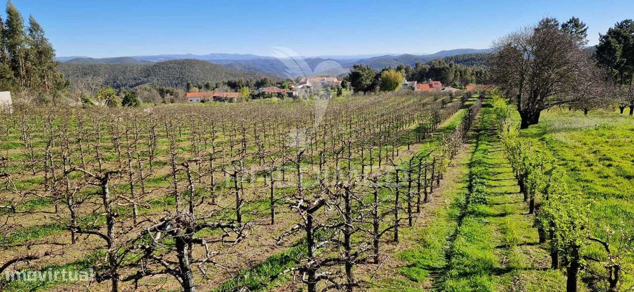 Fantástico terreno com árvores de fruto - Grande imagem: 5/11