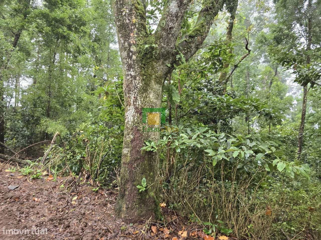 Santana - Grande imagem: 5/5