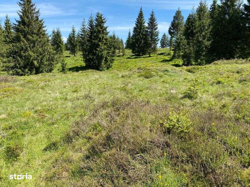 Teren Calatele Padure - Imagine principală: 4/8