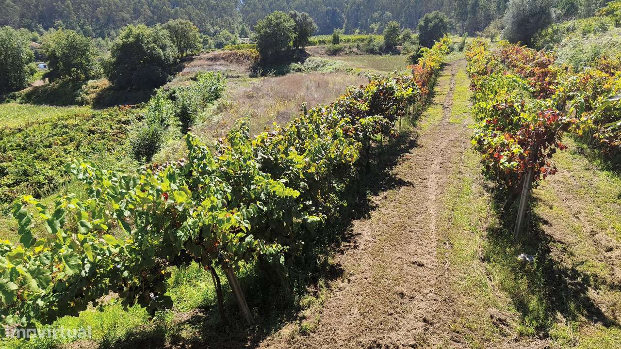 Terreno em Dornelas; Amares-5