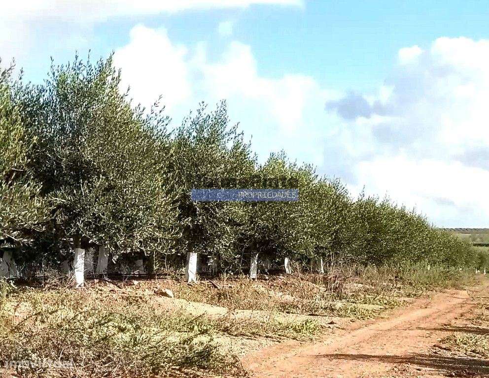 2 100 000 m² OLIVAL. Portugal, Norte, Vila Real. - Grande imagem: 3/6