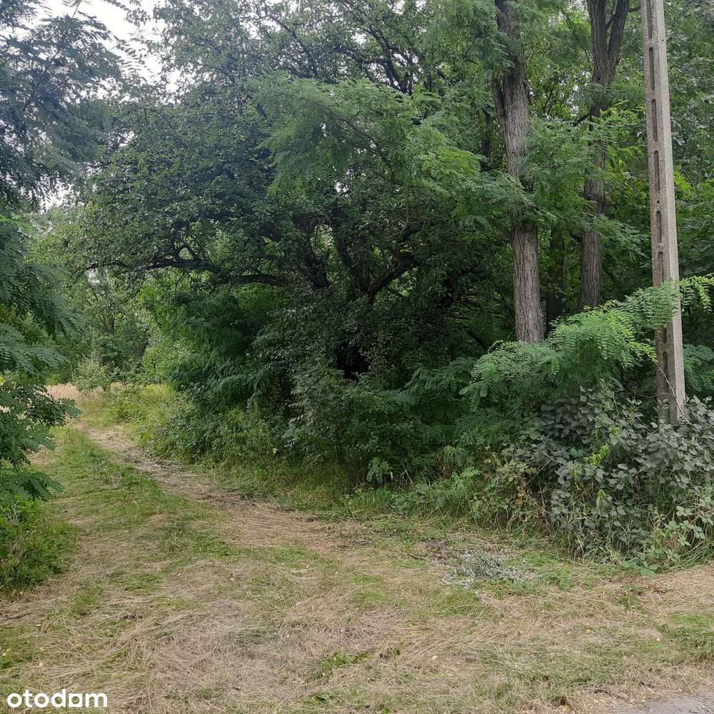 Działka budowlana Aleksandria, Puszcza Mariańska-11