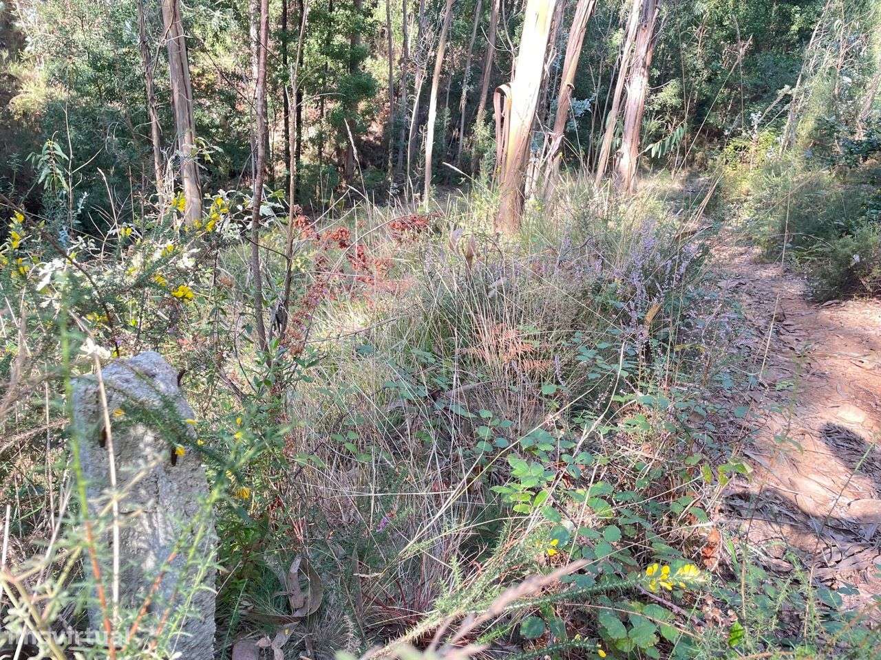 Terreno Localizado em Varziela - 75 000m2-8