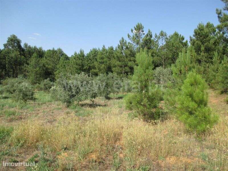 Terreno / Fundão, Enxames - Grande imagem: 1/1