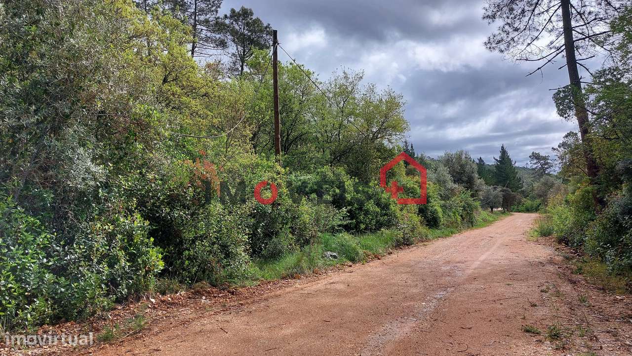 Terreno Agrícola com alguma árvores de fruto - Grande imagem: 2/5