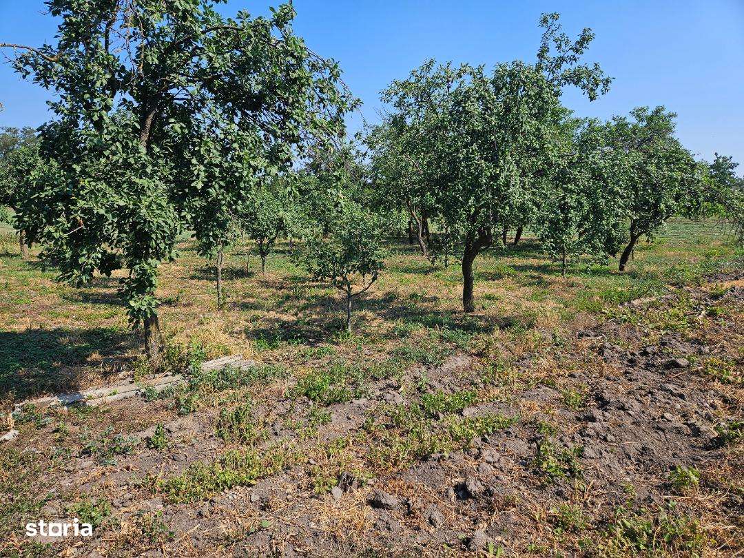 Teren intravilan, toate utilizatile, pretabil constructii ! - Imagine principală: 4/5