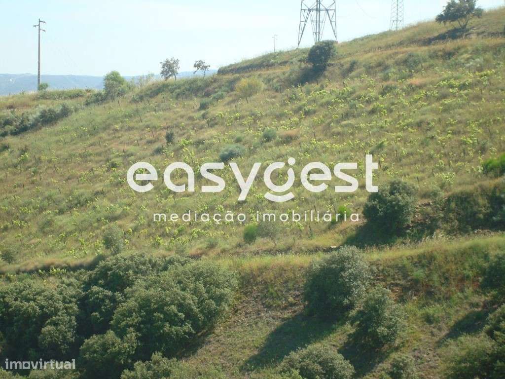 Excelente terreno agrícola localizado na aldeia de Longroiva - Grande imagem: 5/10