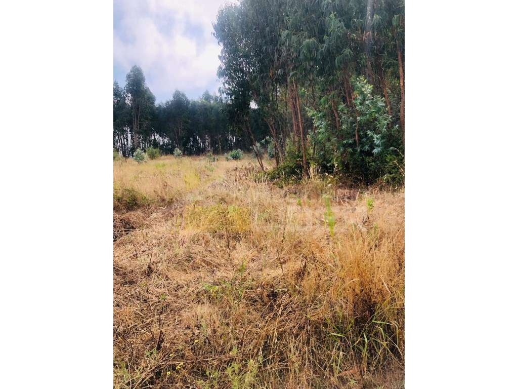 Terreno Rústico Venda Torres Vedras - Grande imagem: 5/5