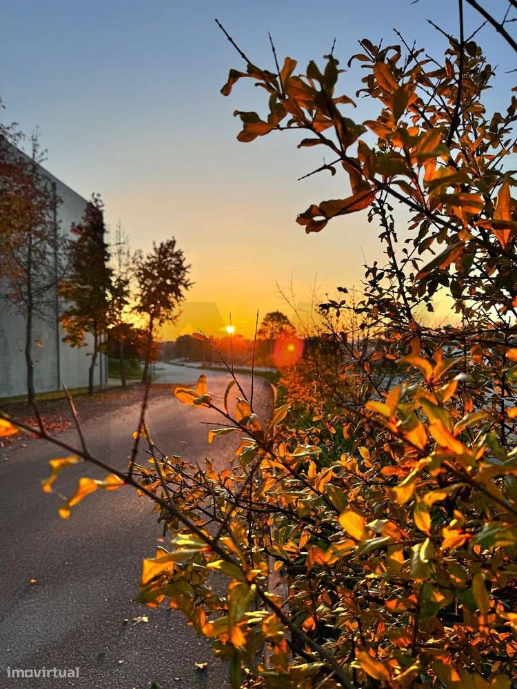 Oportunidade Única de Investimento em Carregal do Sal-24