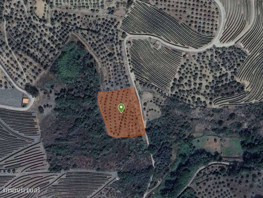 Olivais em Valongo dos Azeites, S.J. da Pesqueira-11