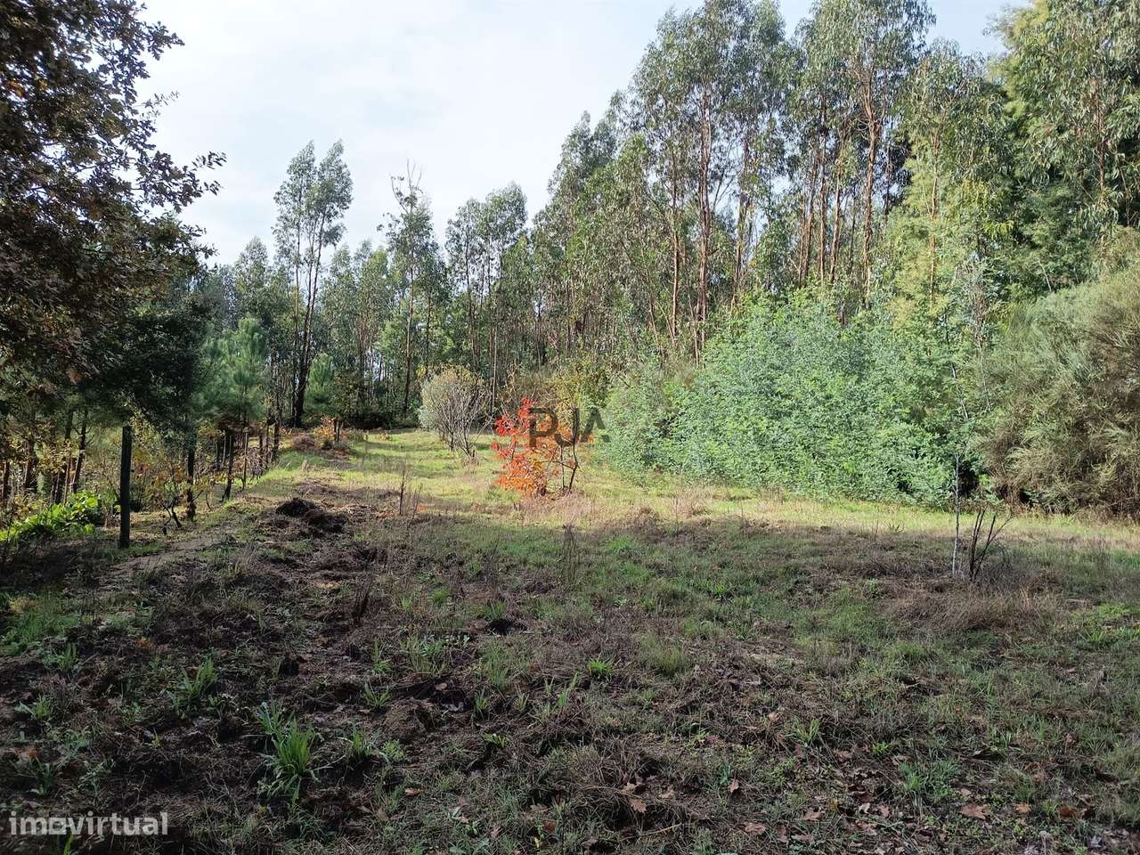 Terreno Rústico em Treixedo, Santa Comba Dão - Grande imagem: 2/7