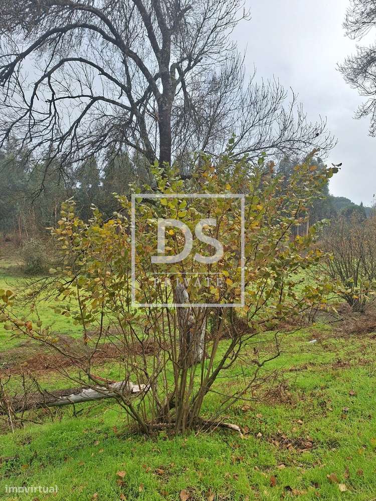 Fabulosa Quinta em Moimenta da Serra – Gouveia-16