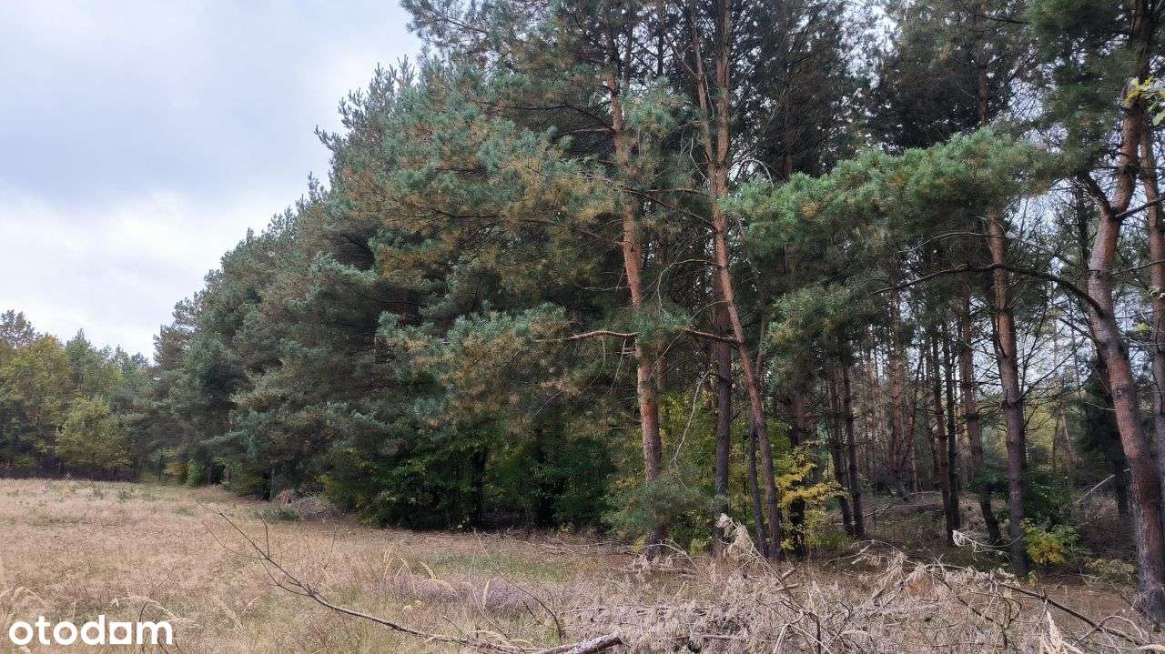 Działka budowlana ok.1.18ha - Pełny obrazek: 4/9