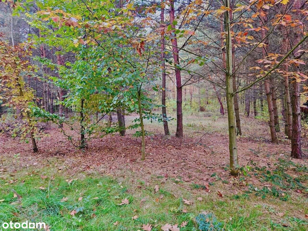 Urocza działka rekreacyjna w Osłoninie - Pełny obrazek: 4/5