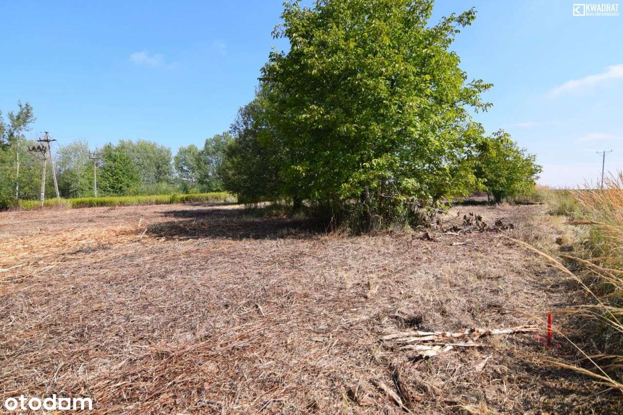 Jabłonna Pierwsza/ działka siedliskowa/ 33 ar - Pełny obrazek: 5/9