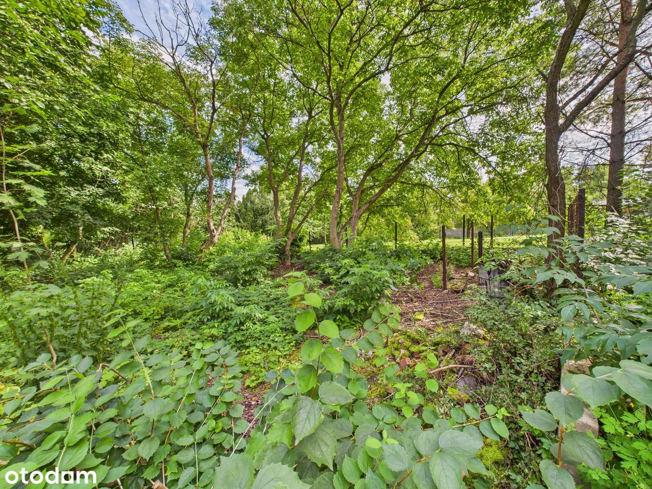 Zielona Działka z Własnym Źródłem i Stawikiem w Świetnej Lokalizacji!-17