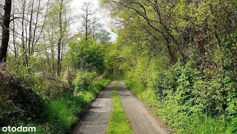 ok.Chrzypsko Wlk.764m2;809m2 lub 1203m2-15