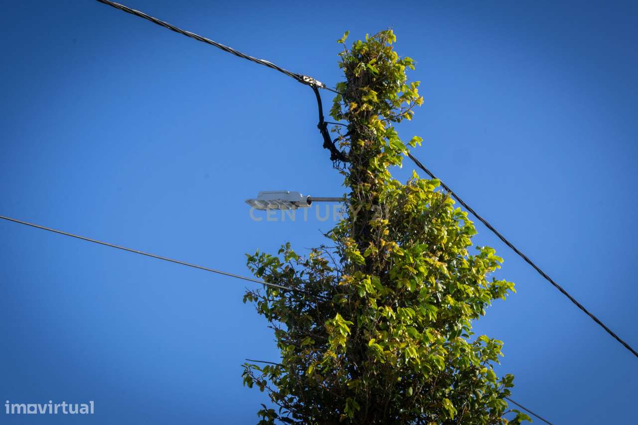 Propriedade Única com Estufas de Ananases e Potencial Urbano — Abelhei - Grande imagem: 5/27