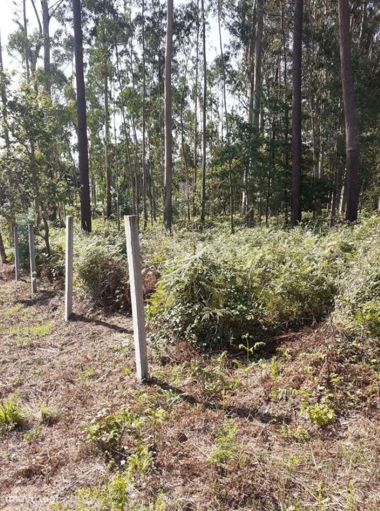 Terreno em Argoncilhe com 1100 m2 - Grande imagem: 5/9