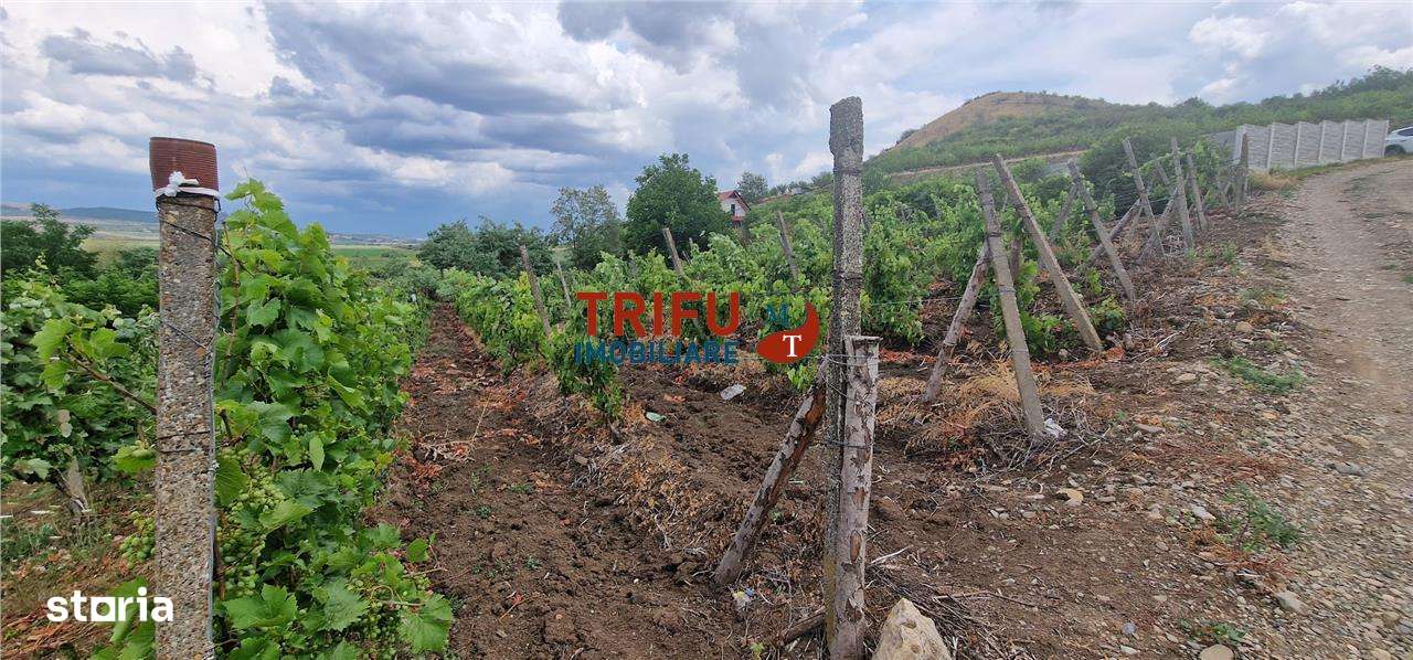 Teren 600 mp accesibil în Șard, zonă liniștită - Imagine principală: 5/8