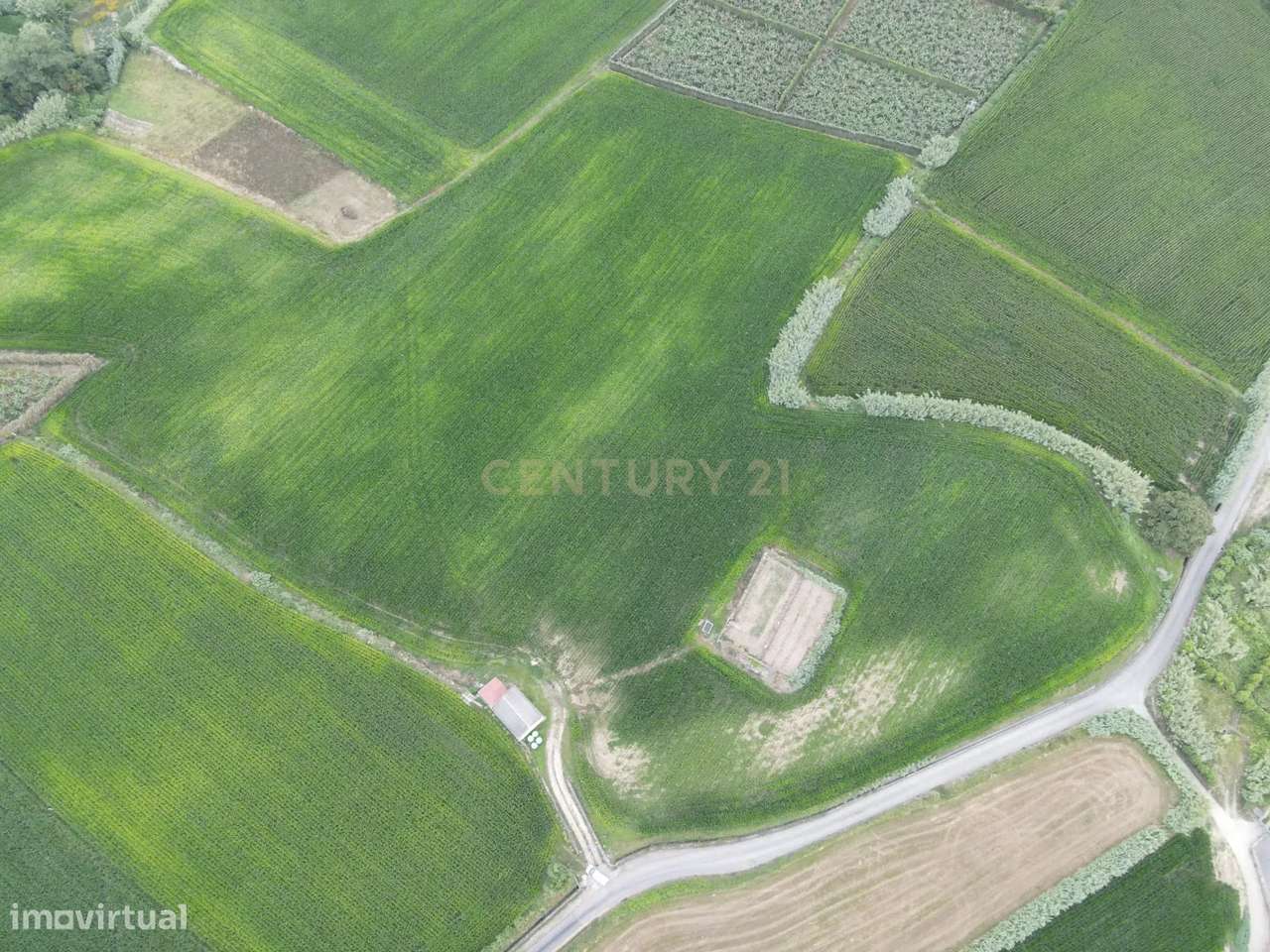 Terreno Agrícola com Armazém e Vista Mar — Um Refúgio Natural na Ribei - Grande imagem: 5/9