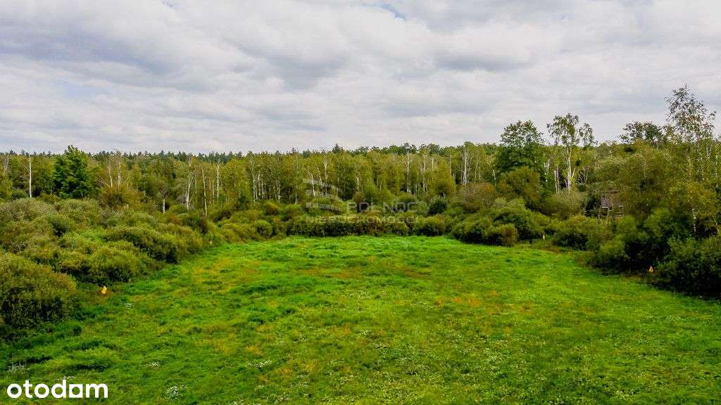 Działka rolno-leśna na sprzedaż – Dobrzyniówka - Pełny obrazek: 4/8