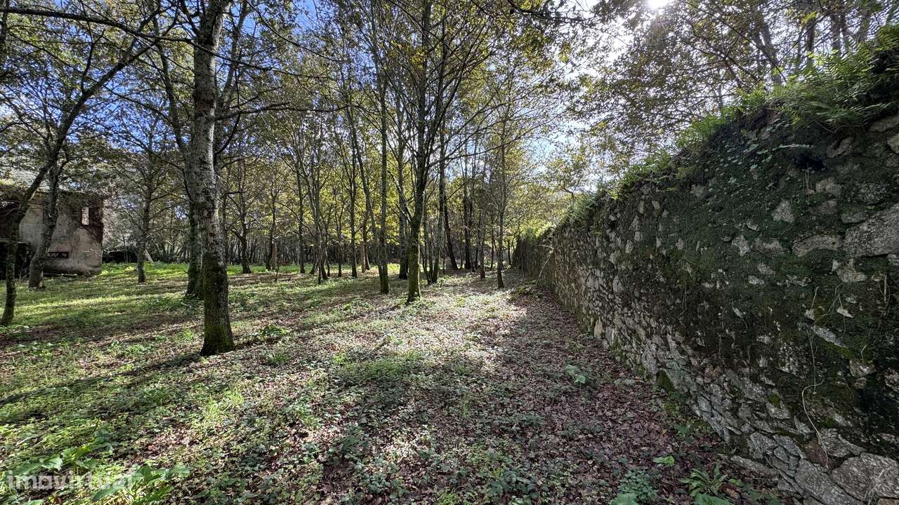 Ruína  9700m2 - vedada em pedra - Vila Cova-8