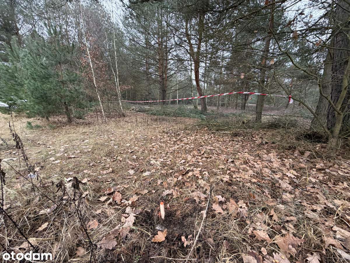 Działka bud. 1306 m² • Kędzierówka • Las, cisza, połączenie z Warszawą - Pełny obrazek: 4/6